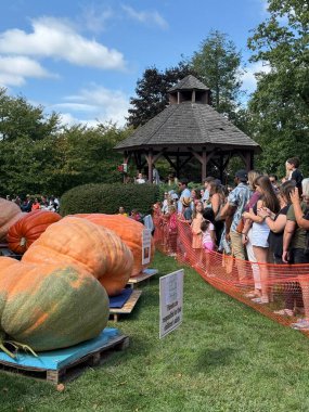 RIDGEFIELD CT - 22 Eylül 2024 'te Ridgefield, Connecticut' ta düzenlenen Yıllık Balkabağı Tarlası Festivali 'nde dev balkabakları.