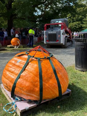 RIDGEFIELD CT - 22 Eylül 2024 'te Ridgefield, Connecticut' ta düzenlenen Yıllık Balkabağı Tarlası Festivali 'nde dev balkabakları.