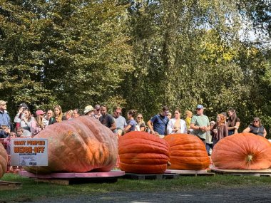 RIDGEFIELD CT - 22 Eylül 2024 'te Ridgefield, Connecticut' ta düzenlenen Yıllık Balkabağı Tarlası Festivali 'nde dev balkabakları.