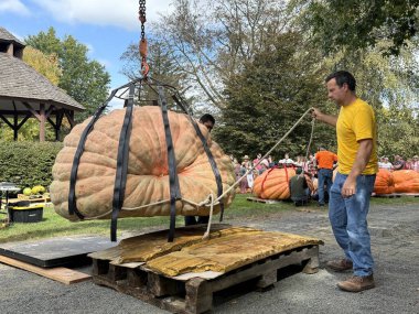 RIDGEFIELD CT - 22 Eylül 2024 'te Ridgefield, Connecticut' ta düzenlenen Yıllık Balkabağı Tarlası Festivali 'nde dev balkabakları.