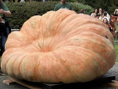 RIDGEFIELD CT - 22 Eylül 2024 'te Ridgefield, Connecticut' ta düzenlenen Yıllık Balkabağı Tarlası Festivali 'nde dev balkabakları.