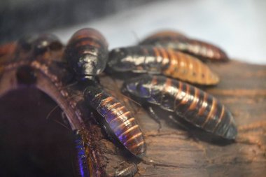 Madagaskar Hamamböcekleri Grup halinde