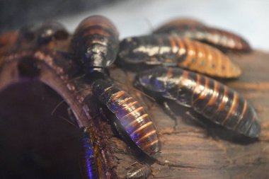 Madagaskar Hamamböcekleri Grup halinde