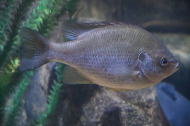 Bir akvaryum renkli balık