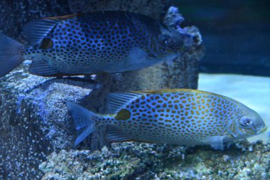 Bir akvaryum renkli balık