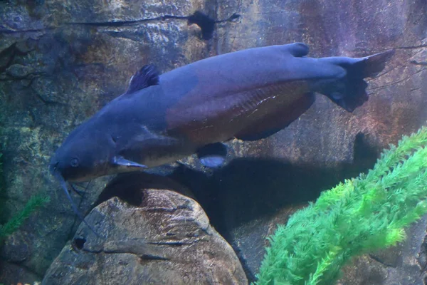 Bir akvaryum renkli balık