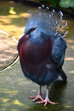 Bir Victoria Taçlı Güvercin Kuşu