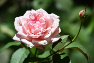 Bahçedeki Pembe Gül