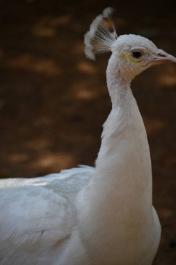 Hayvanat bahçesindeki bir Peahen