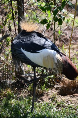 Doğu Afrika Taç Giyen Turna