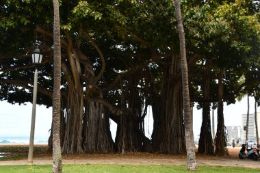 Waikiki 'deki Banyan Ağaçları Hawaii' deki Oahu adasında