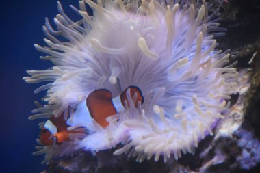 Akvaryumdaki küçük palyaço balığı