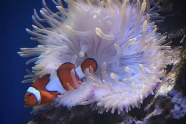 Akvaryumdaki küçük palyaço balığı