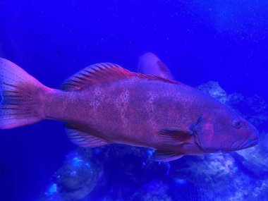 Bir akvaryum renkli balık