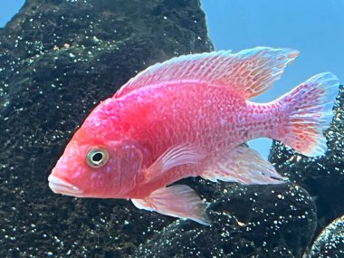 Çilekli Tavuskuşu Afrika Cichlid Balığı