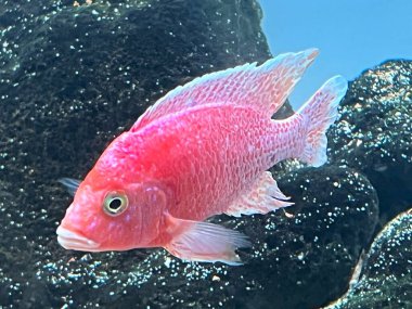 Çilekli Tavuskuşu Afrika Cichlid Balığı