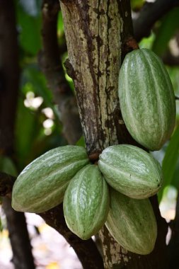 Hawaii 'deki bir çikolata fabrikasında kakao kapsülleri.