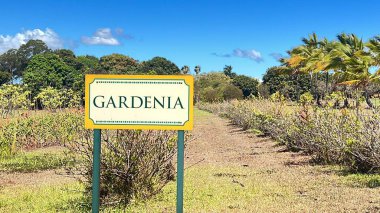 WAHIAWA HI - 21 AUG 2022 'de görüldüğü gibi, Hawaii' nin Oahu adasındaki Dole Plantasyonunda Gardenya.