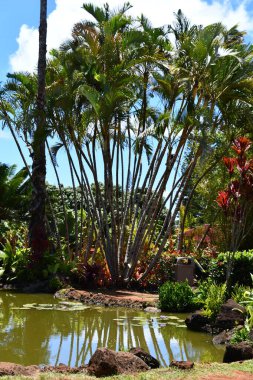 WAHIAWA HI - 21 AUG: 21 Ağustos 2022 'de Hawaii' nin Oahu adasındaki Dole Plantation at Wahiawa 'da görülen çiftlik bahçesi.