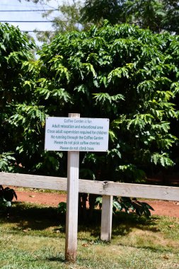 WAHIAWA HI - 21 AUG: Hawaii 'deki Oahu adasındaki Green World Coffee Farm' da fidanlık, 21 Ağustos 2022 'de görüldüğü gibi.