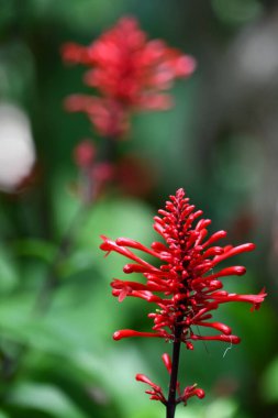 Hawaii 'de Tropik Bitkiler ve Çiçekler