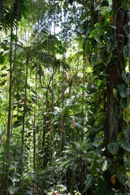 A Tropical Rainforest in Hawaii