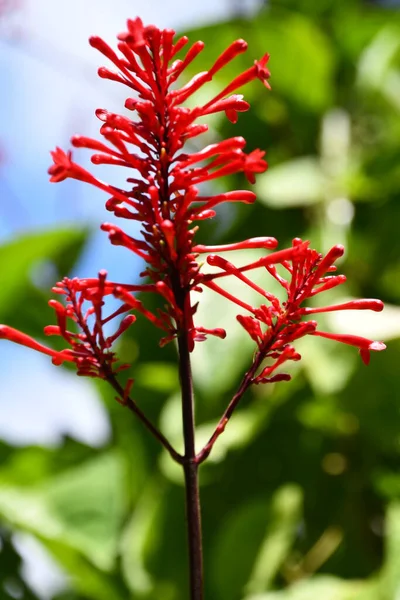 Hawaii 'de Tropik Bitkiler ve Çiçekler