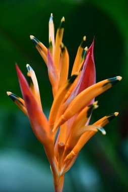 Hawaii 'deki Cennet Kuşu Bitkisi