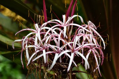 Kraliçe Emma Lily Bitkisi