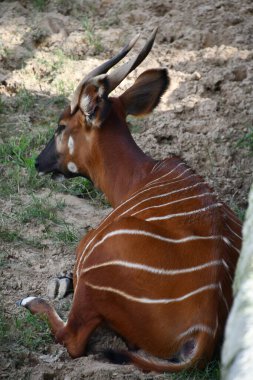 Hayvanat bahçesinde bongo.