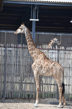 Hayvanat bahçesindeki uzun zürafa