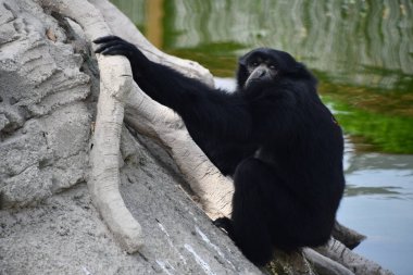 Hayvanat bahçesindeki bir Siamang