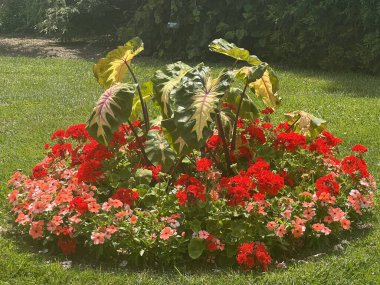 St. Louis, Missouri 'deki Missouri Botanik Bahçesi, 9 Temmuz 2023.