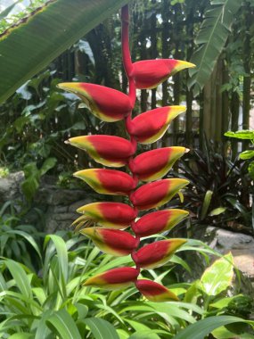 Bahçede Asılı Istakoz Pençesi