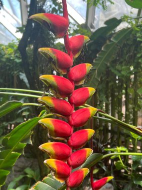 Bahçede Asılı Istakoz Pençesi