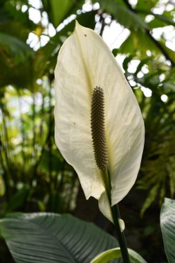 Huzurlu Lily Bahçede