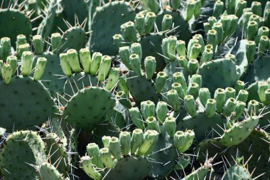 Bahçedeki Armut Kaktüsü