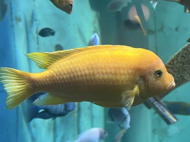 Suda Kırmızı Zebra Çikleti