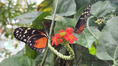 Böcekevinde Bir Kelebek