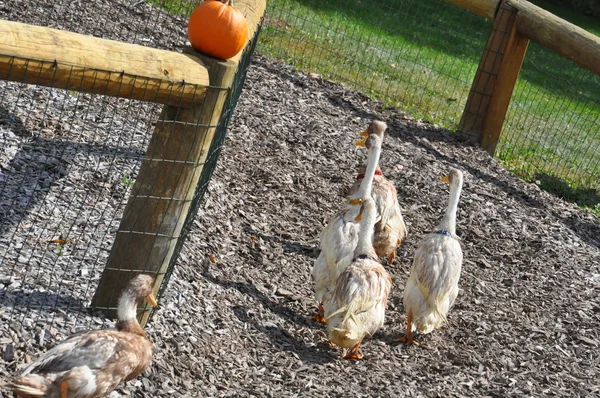 Fermes familiales Roba dans le canton de North Abington en Pennsylvanie — Photo