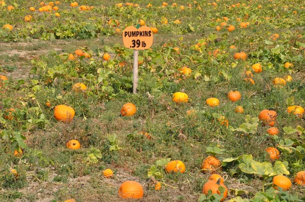 Roba Family Farms in North Abington Township in Pennsylvania — Stock Photo, Image