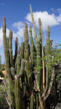 Kaktüs Aruba
