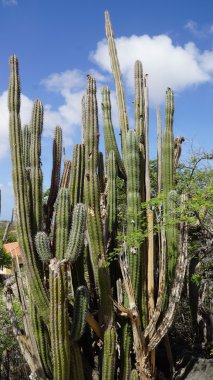 Kaktüs Aruba