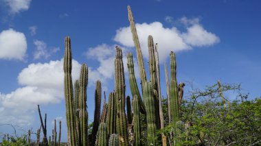 Kaktüs Aruba