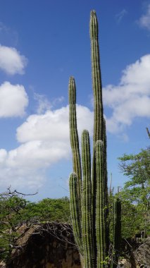 Kaktüs Aruba