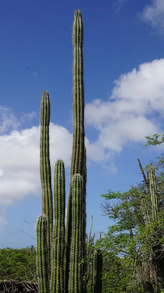 Cactus in Aruba — Foto Stock