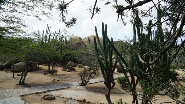 Кактус у Аруба — стокове фото