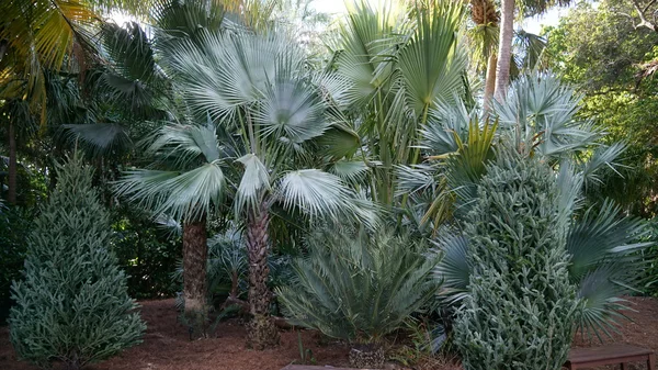 West Palm Beach Florida Daki Ann Norton Heykel Bahçeleri Kasım — Stok fotoğraf