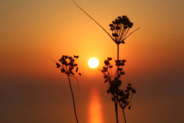 arka planda gün batımında kurumuş bir bitki ailesi