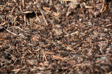 Karıncalar yakın plan